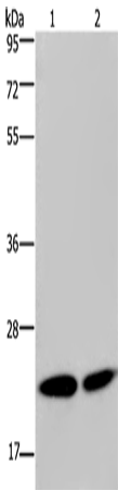 Anti-NPM3 Rabbit Polyclonal Antibody