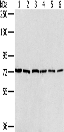 Anti-NUMB Rabbit Polyclonal Antibody