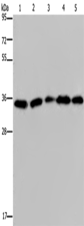 Anti-OCIAD1 Rabbit Polyclonal Antibody