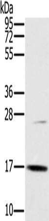Anti-OCIAD2 Rabbit Polyclonal Antibody