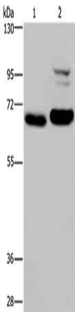 Anti-OS9 Rabbit Polyclonal Antibody