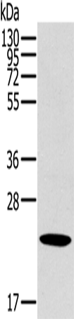 Anti-OTUB2 Rabbit Polyclonal Antibody