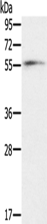 Anti-OXSR1 Rabbit Polyclonal Antibody