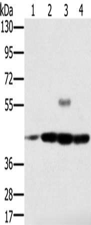 Anti-PAICS Rabbit Polyclonal Antibody