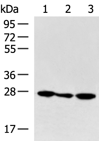 Anti-PCMT1 Rabbit Polyclonal Antibody