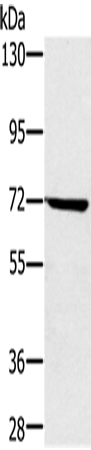 Anti-NUP85 Rabbit Polyclonal Antibody