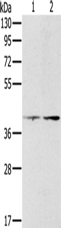 Anti-PDGFRL Rabbit Polyclonal Antibody