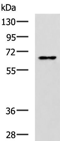 Anti-PDLIM5 Rabbit Polyclonal Antibody