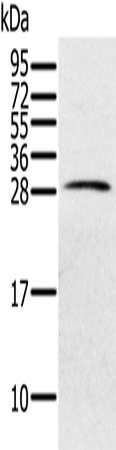 Anti-PILRB Rabbit Polyclonal Antibody