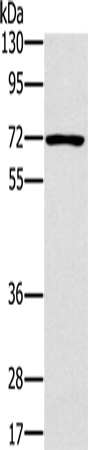 Anti-PLS3 Rabbit Polyclonal Antibody