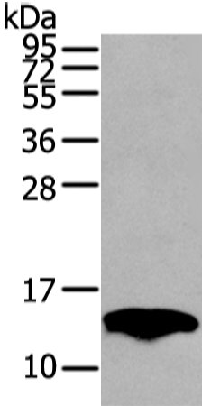 Anti-PMP2 Rabbit Polyclonal Antibody