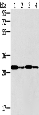 Anti-PNMT Rabbit Polyclonal Antibody