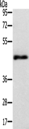 Anti-Twinfilin 1 Rabbit Polyclonal Antibody