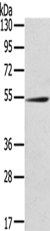 Anti-RMDN3 Rabbit Polyclonal Antibody