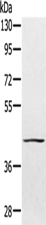 Anti-PTPN7 Rabbit Polyclonal Antibody