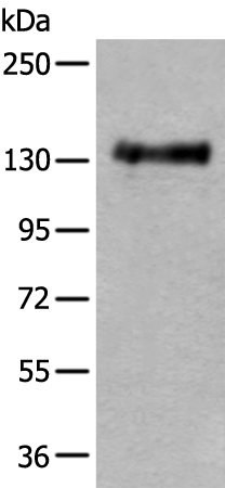 Anti-PTPRA Rabbit Polyclonal Antibody