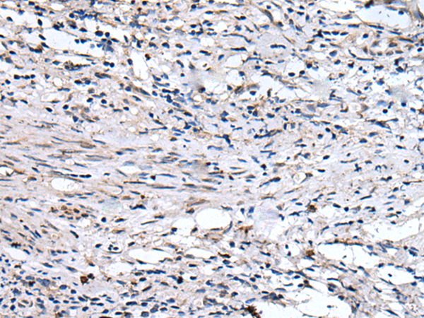 Anti-QSOX1 Rabbit Polyclonal Antibody
