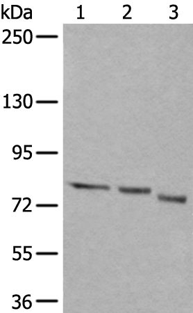Anti-QSOX1 Rabbit Polyclonal Antibody