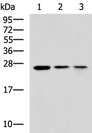 Anti-Rab3A Rabbit Polyclonal Antibody
