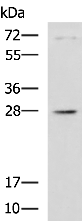 Anti-Rab20 Rabbit Polyclonal Antibody