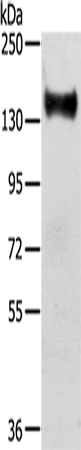 Anti-RASAL2 Rabbit Polyclonal Antibody