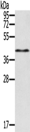 Anti-RASSF4 Rabbit Polyclonal Antibody