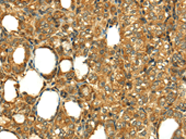Anti-RLN1 Rabbit Polyclonal Antibody
