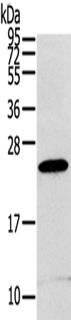 Anti-RGS1 Rabbit Polyclonal Antibody