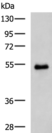 Anti-RGS6 Rabbit Polyclonal Antibody