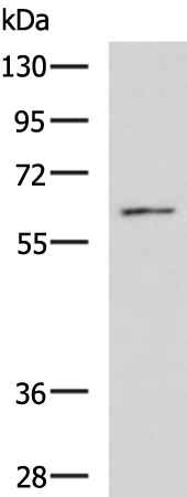 Anti-RGS14 Rabbit Polyclonal Antibody