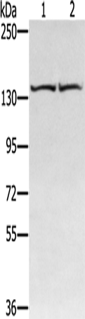 Anti-RGS22 Rabbit Polyclonal Antibody