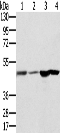 Anti-RNH1 Rabbit Polyclonal Antibody