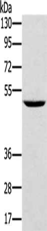 Anti-TRIM31 Rabbit Polyclonal Antibody