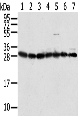 Anti-RPS3 Rabbit Polyclonal Antibody