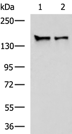 Anti-STAG1 Rabbit Polyclonal Antibody