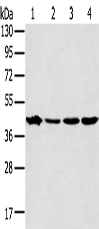 Anti-MAPK12 Rabbit Polyclonal Antibody
