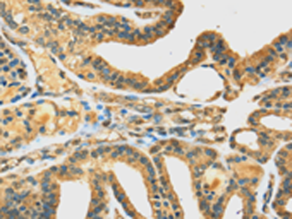 Anti-DHCR24 Rabbit Polyclonal Antibody