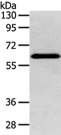 Anti-DHCR24 Rabbit Polyclonal Antibody