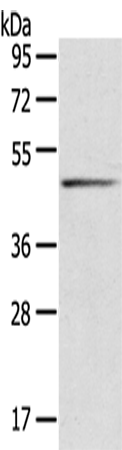 Anti-SERPINB8 Rabbit Polyclonal Antibody
