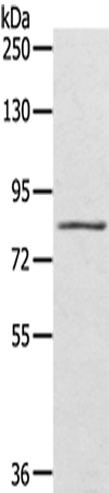 Anti-SRPK1 Rabbit Polyclonal Antibody