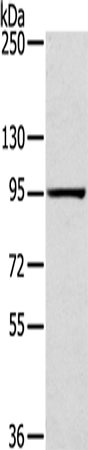Anti-SLITRK4 Rabbit Polyclonal Antibody