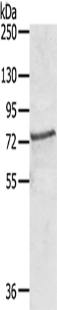 Anti-SKIL Rabbit Polyclonal Antibody