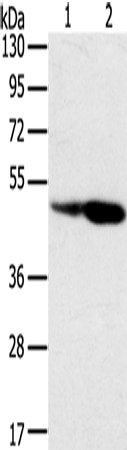 Anti-SNX8 Rabbit Polyclonal Antibody