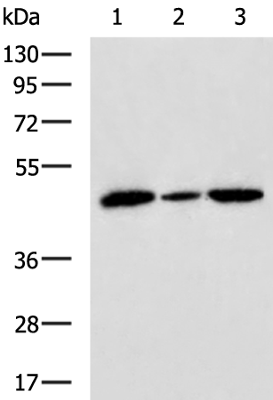 Anti-Surfeit Locus Protein 6 Rabbit Polyclonal Antibody