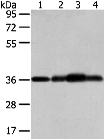 Anti-Syntaxin 12 Rabbit Polyclonal Antibody