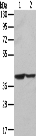 Anti-Syntaxin 16 Rabbit Polyclonal Antibody