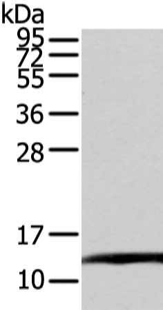 Anti-ELOC Rabbit Polyclonal Antibody