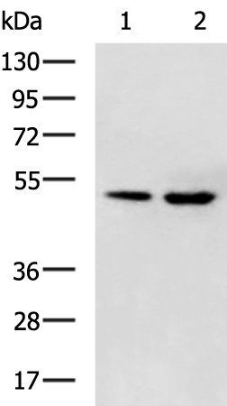 Anti-Transcription Factor EB Rabbit Polyclonal Antibody