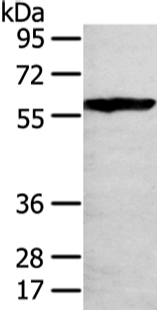 Anti-THAP4 Rabbit Polyclonal Antibody
