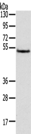 Anti-TRIM14 Rabbit Polyclonal Antibody